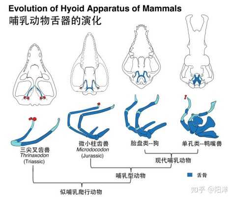 2019 年，古生物学领域报路的哪个新物种/化石最令你印象深刻？