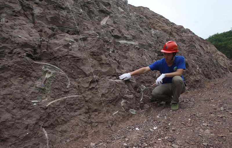 沉庆云阳发现恐龙